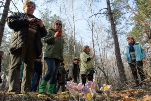 Цвітіння сон-трави, Міжрічинський регіональний ландшафтний парк